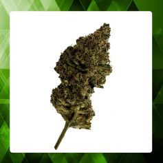Fleur HAZE CALI THV-N10 CBC