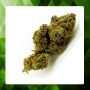 Skywalker OG CBD 15%