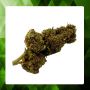 Strawberry Greenhouse CBD 15%