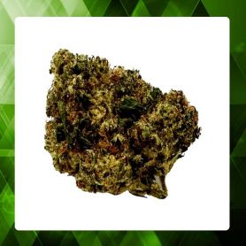 Fleur G13 - Californie - THV CBC