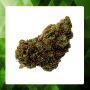 SKYWALKER OG THV CBC