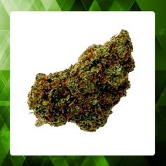 SKYWALKER OG THV CBC